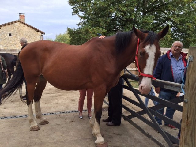 Brantome Police Horses & Friends景点图片