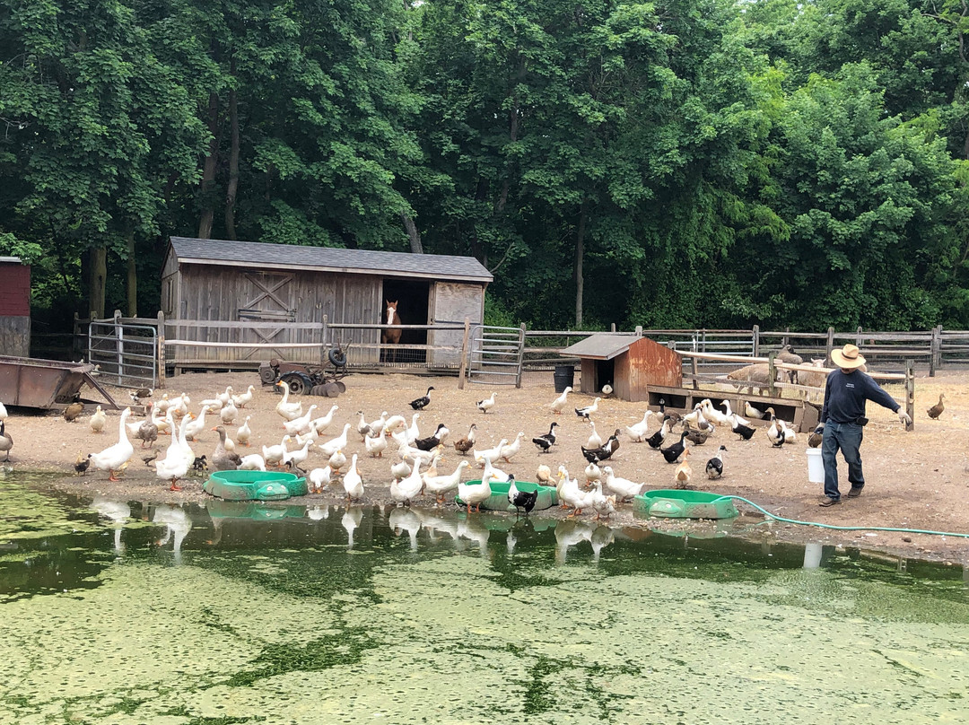 Makinajian Poultry Farm景点图片