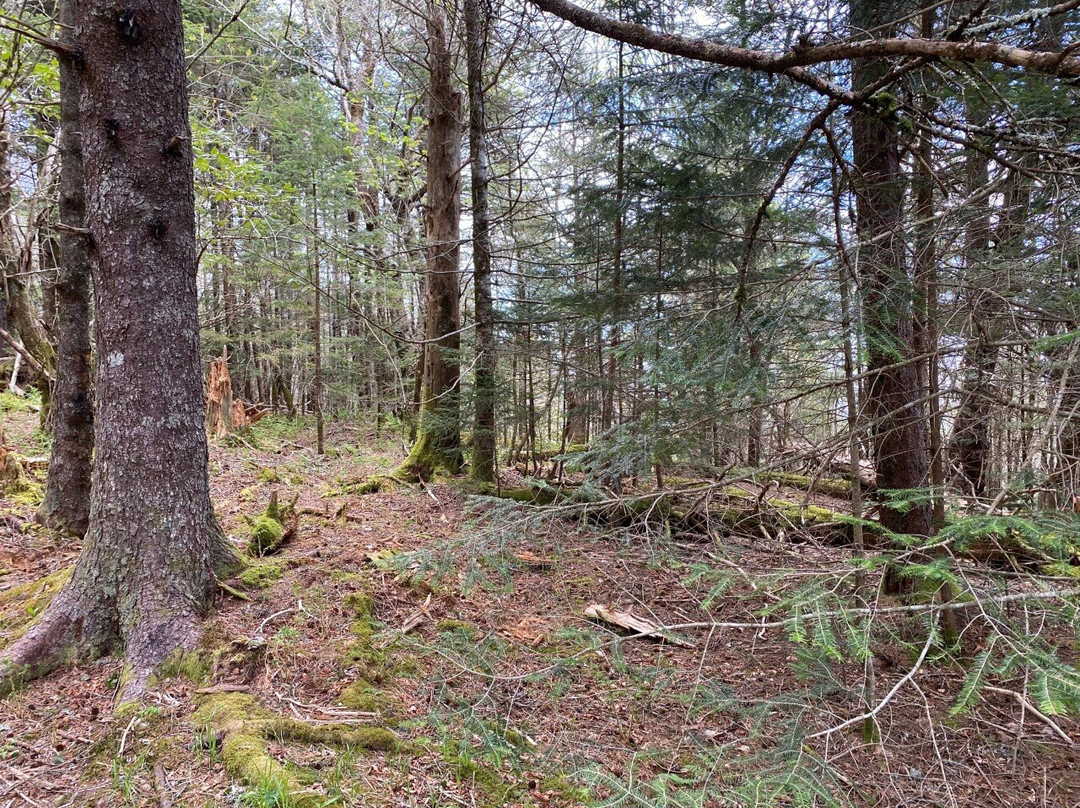 Richland Balsam Mountain-Balsam必去景点