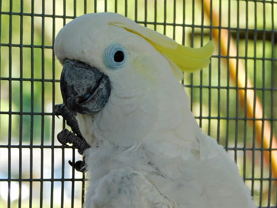 Ziggy's Haven Bird Sanctuary-因弗内斯必去景点