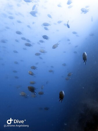 Manta Diving Madeira景点图片