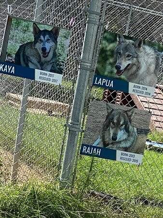 Saint Francis Wolf Sanctuary景点图片