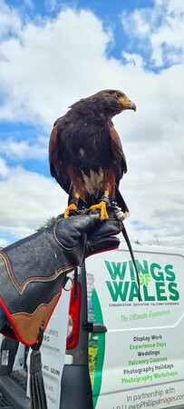 Wings Of Wales景点图片