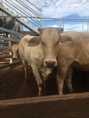 Roma Inland Motor Inn主图