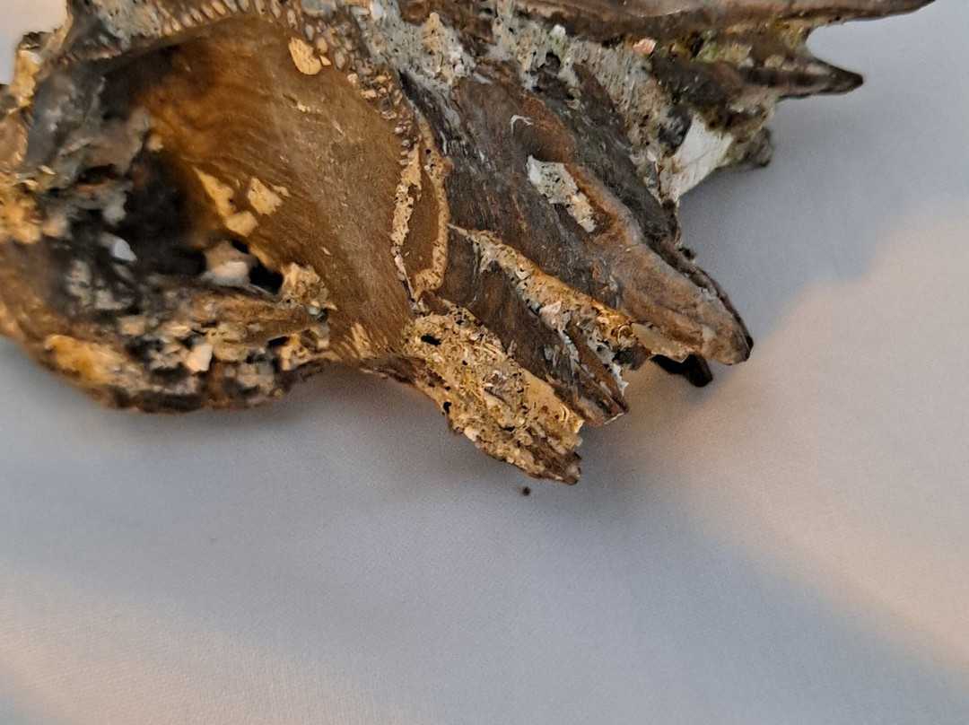 Earth Treasures - Venice, FL-威尼斯必去景点