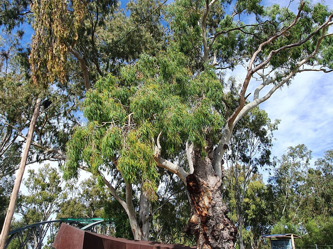 Tree Of Knowledge景点图片