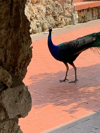 Pinecrest Gardens-Pinecrest必去景点