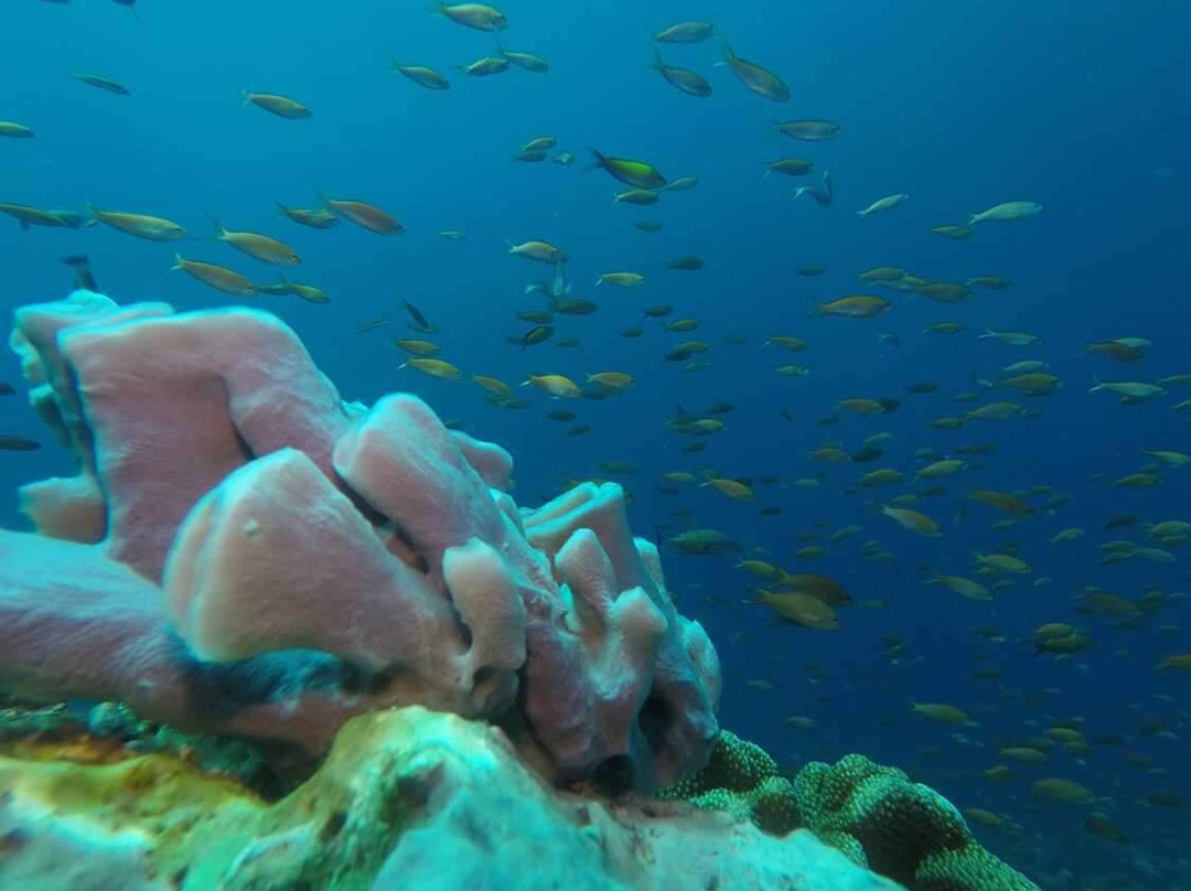 DPM Diving Nusa Penida-珀尼达岛必去景点