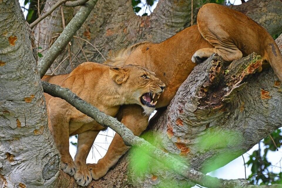 Kaseke Tours And Travel-坎帕拉必去景点