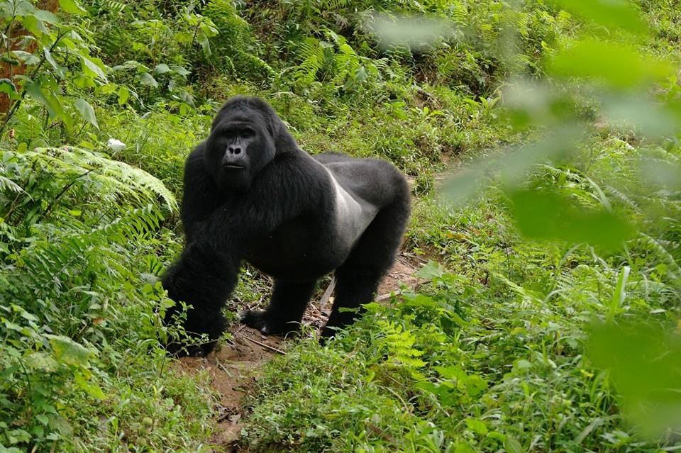 Gatatu Safaris-卡巴莱必去景点