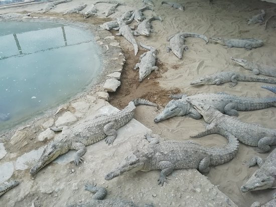 Zoocriadero de Cocodrilos-Tumbes必去景点