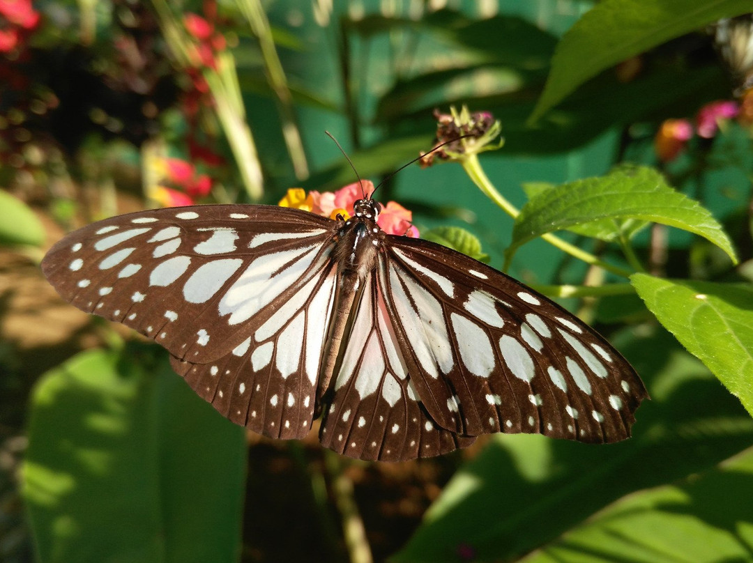 Siquijor Butterfly Sanctuary景点图片