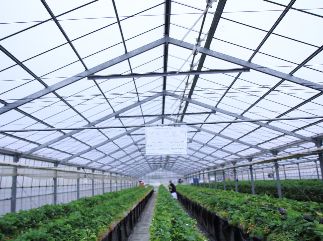 Kawatsura Strawberry Farm