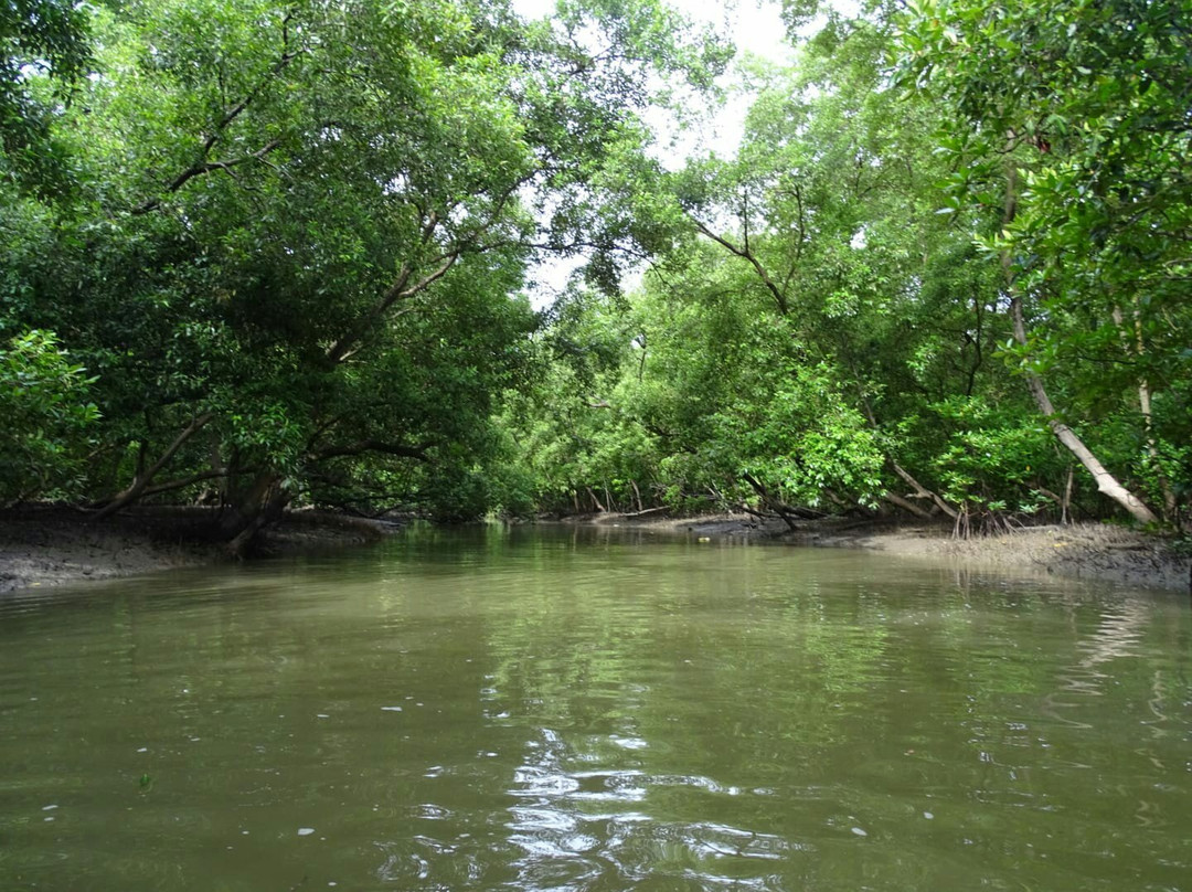 Klong Kone Mangrove Forest景点图片