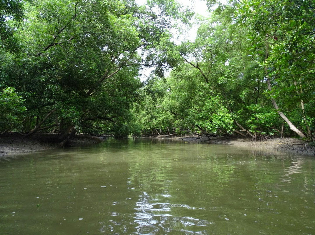 夜功旅游景点-Klong Kone Mangrove Forest
