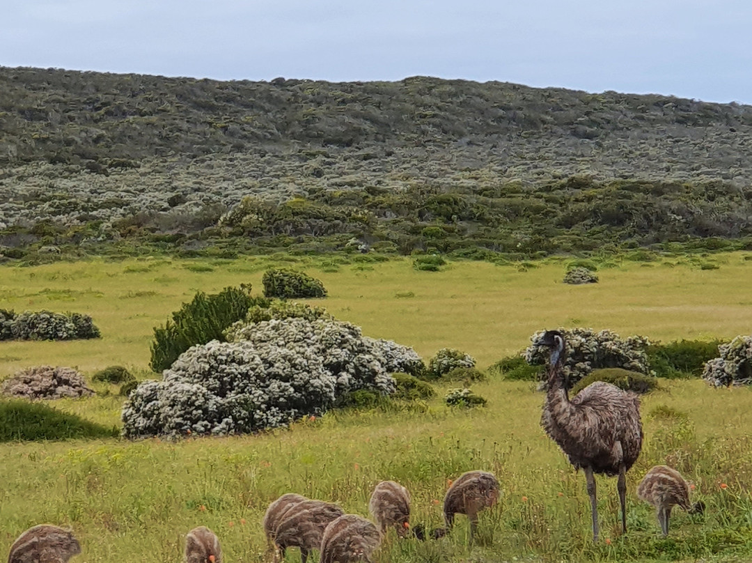 Aboriginal Cultural Tours South Australia-阿德莱德必去景点