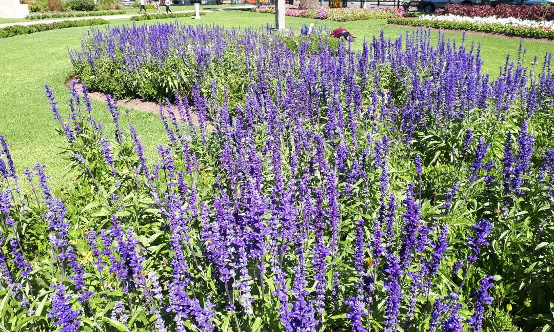 Bendigo Walking Tours-本迪戈必去景点