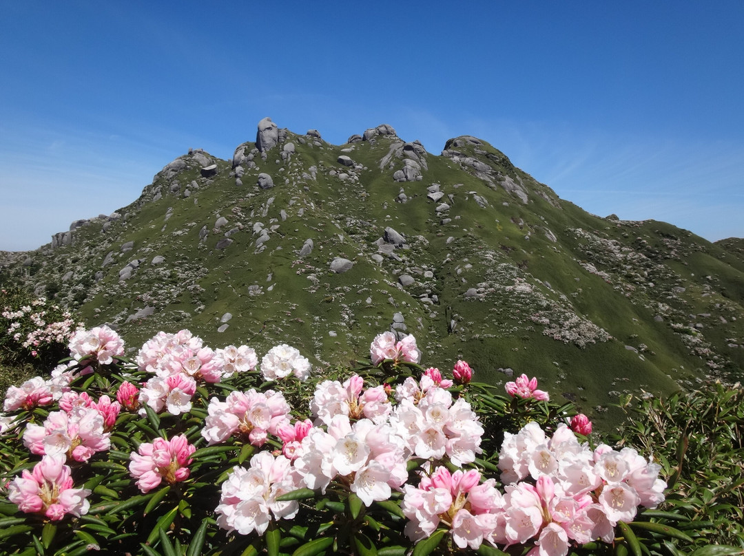 Yakushima National Park-屋久岛町必去景点