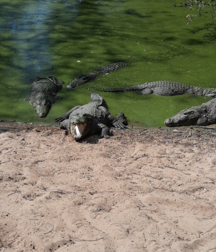 The Madras Crocodile Bank Trust and Centre for Herpetology景点图片
