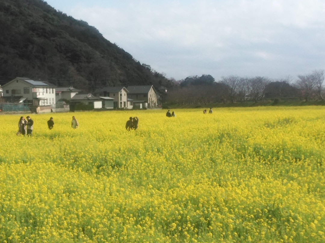 Minamino Cherry Blossom and Nanohana Festival-南伊豆町必去景点