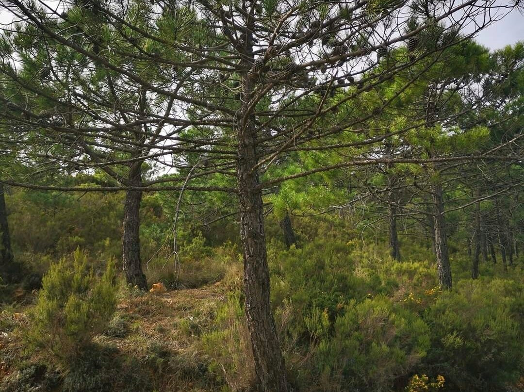 Los Reales de Sierra Bermeja-埃斯特波纳必去景点