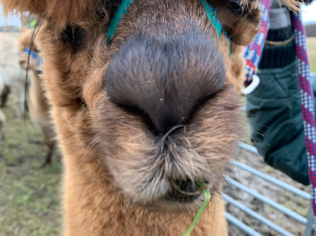 The Alpaca Trekking Centre-斯特灵必去景点