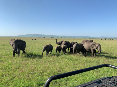 Wild Life Oasis Tours-阿鲁沙必去景点