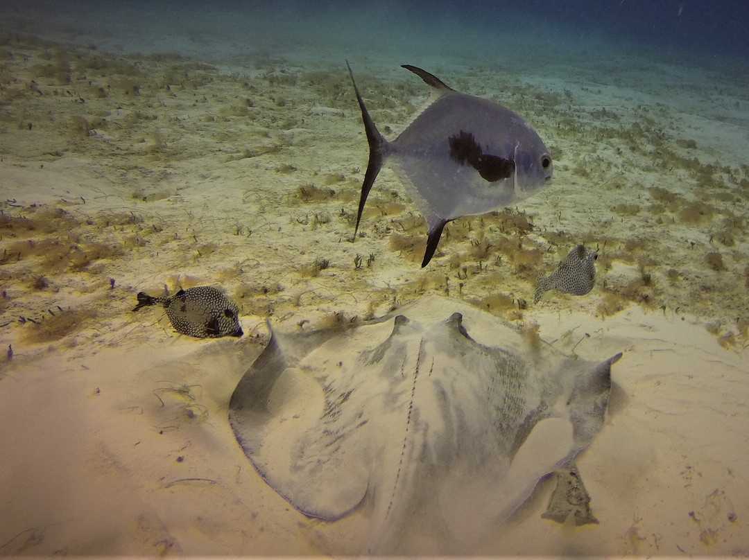 Dive House-考祖梅必去景点