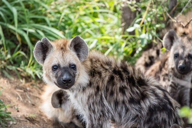 African Flame Safaris-霍德斯普鲁特必去景点