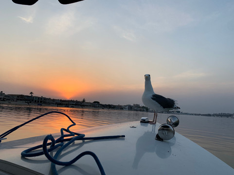 Voyagers-纽波特海滩必去景点