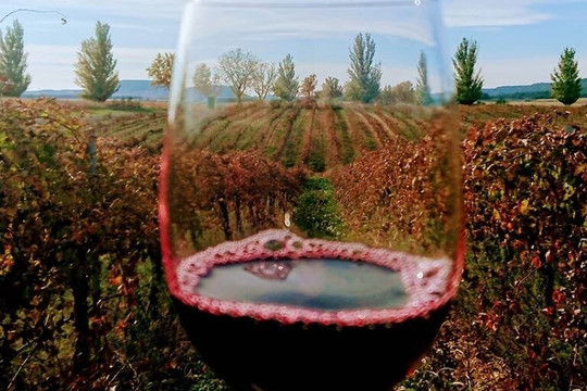 Bodegas Monte Odina, SLU-Selgua必去景点