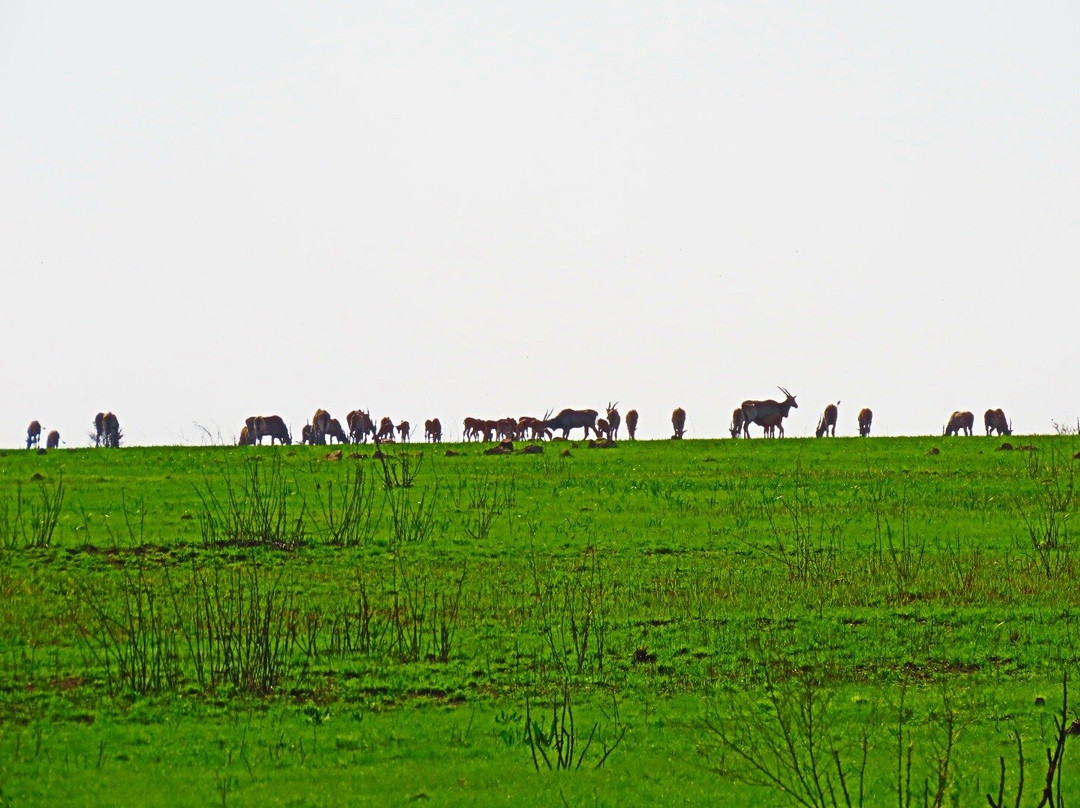 Rietvlei Nature Reserve-比勒陀利亚必去景点