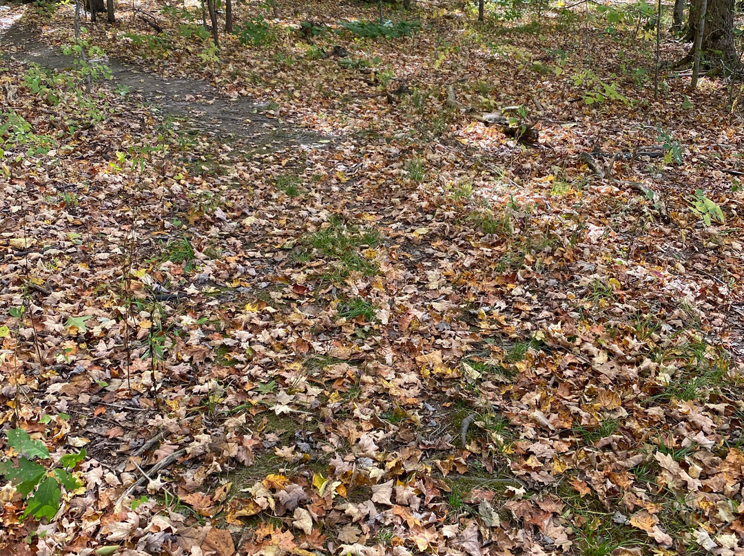 Burton Wetlands Nature Preserve-Burton必去景点