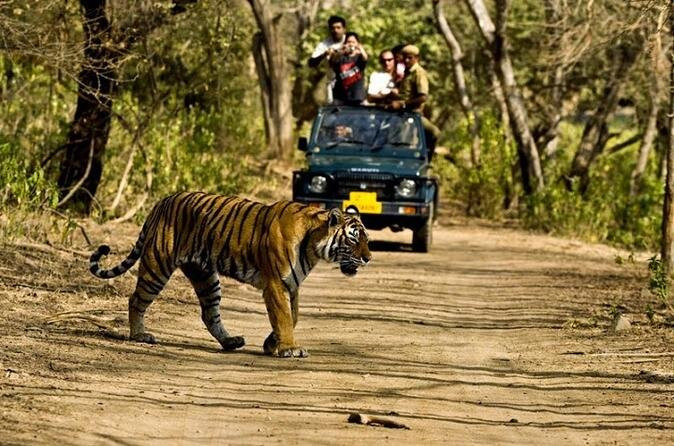 The Panna National Park Safari景点图片