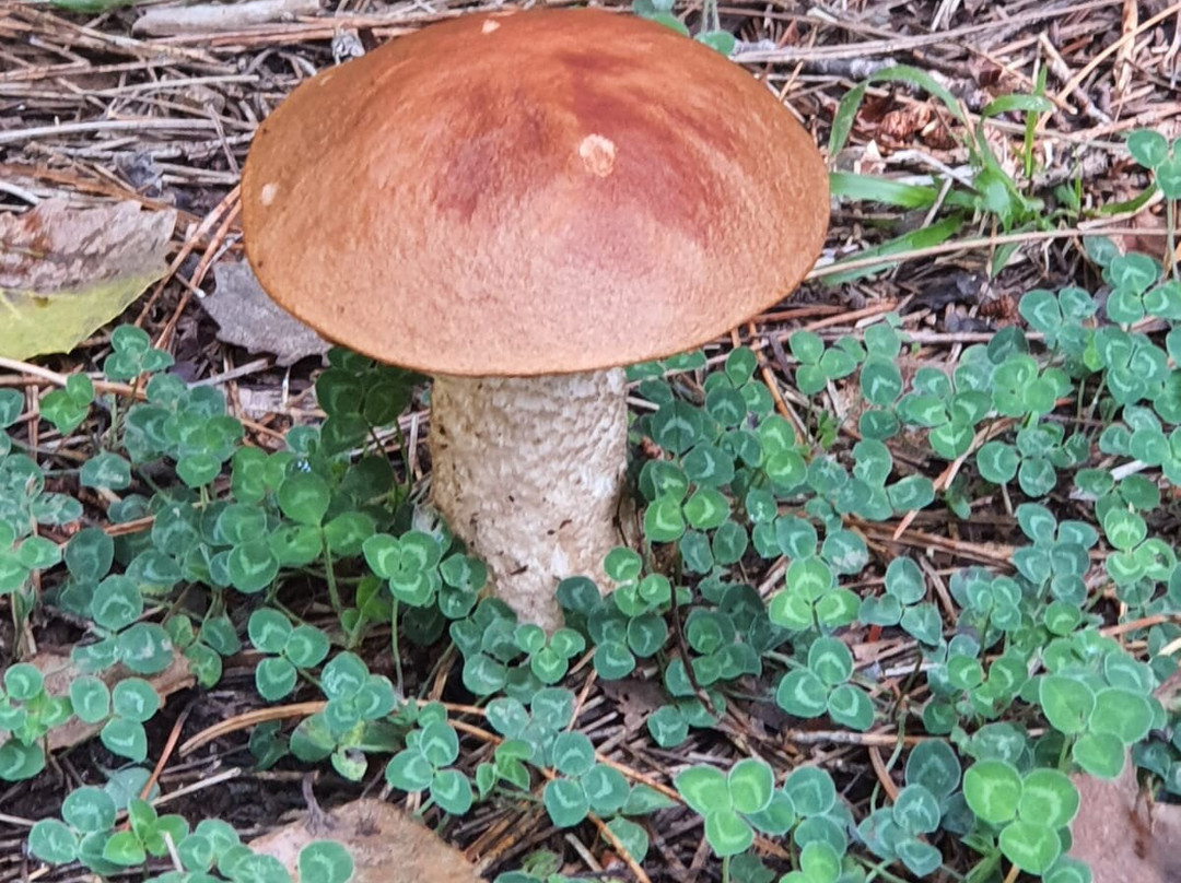 Gambarie d'Aspromonte - Day Tours-Santo Stefano in Aspromonte必去景点