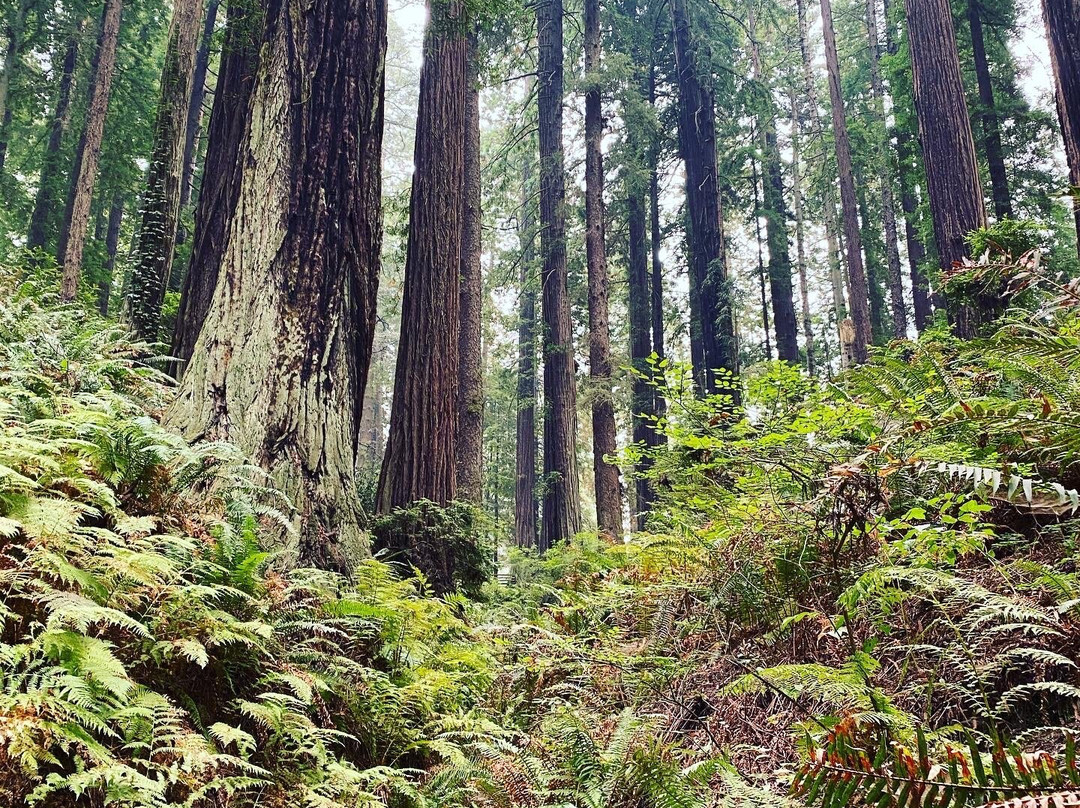 Sequoia Park Garden景点图片