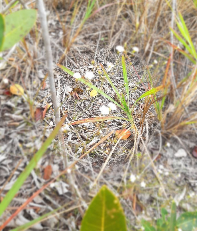 Parque Natural Municipal de Mucugê-Mucuge必去景点