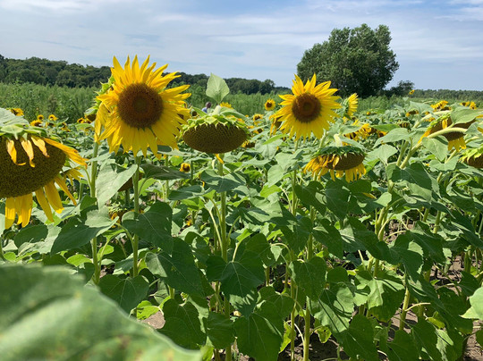 Columbia Bottom Conservation Area-圣路易斯必去景点