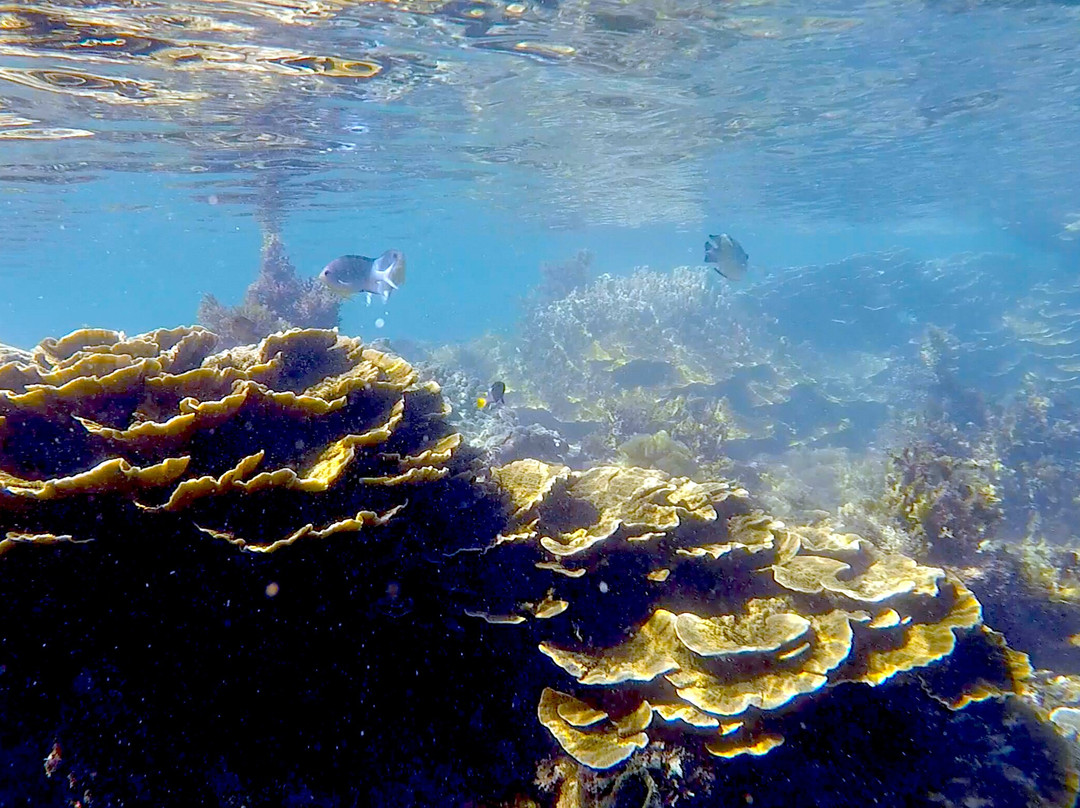 Arthur Bay-Magnetic Island必去景点