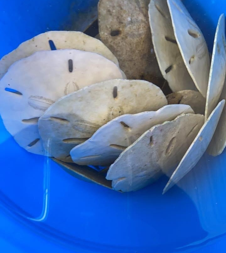 Blake Tours-Cape Haze必去景点