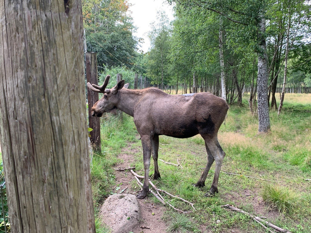 Älgriket