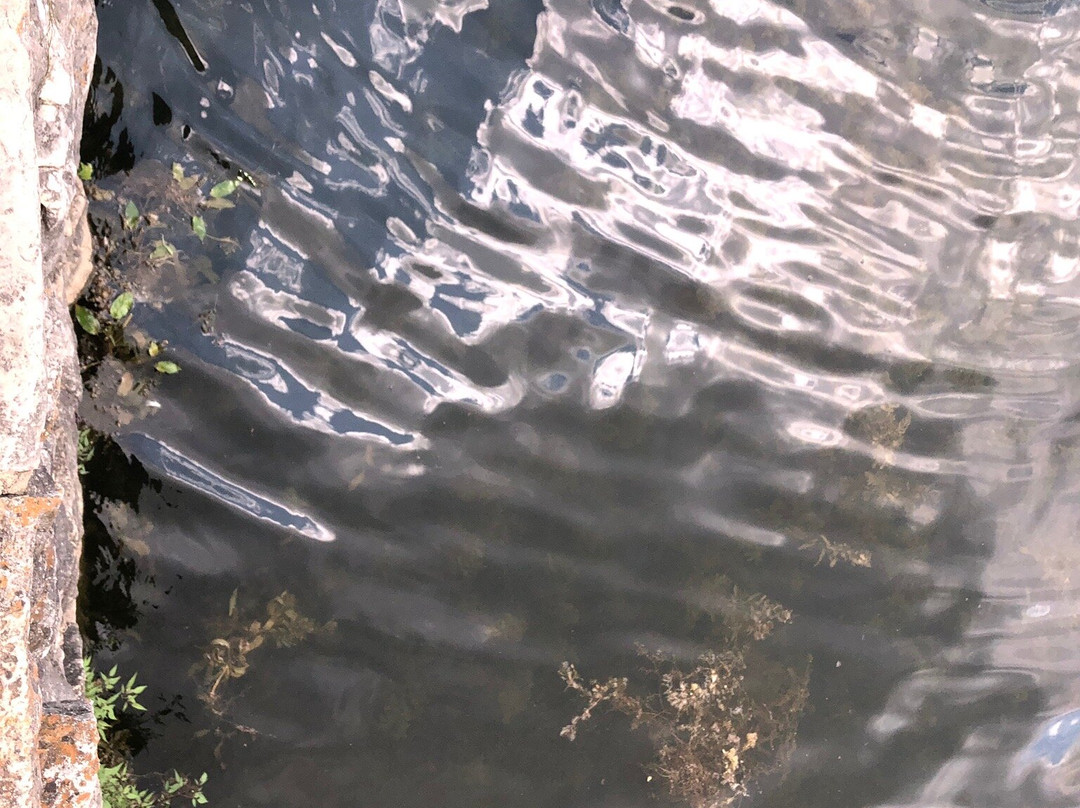 Lake Leatherwood-尤里卡斯普林斯必去景点