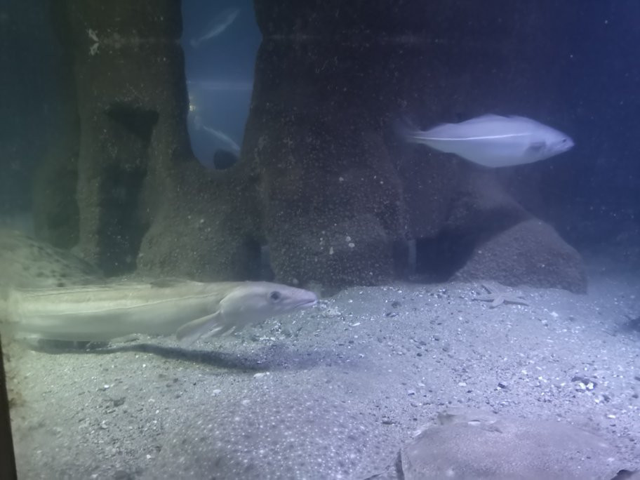 Sognefjord Akvarium景点图片