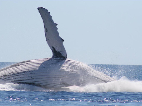 WhaleWatcher.com.au-赫维湾必去景点