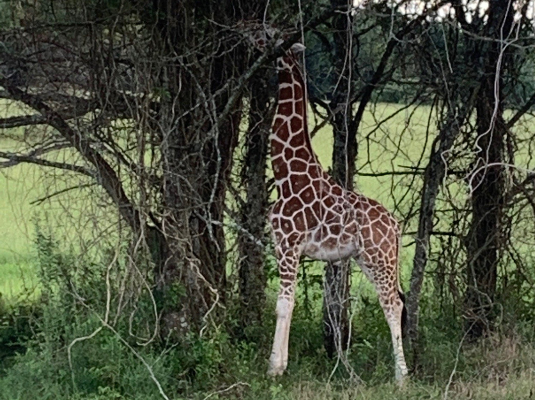 Safari Wild Animal Park and Preserve景点图片