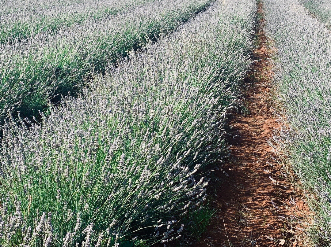 Lavanda Deklevi-Visnjan必去景点