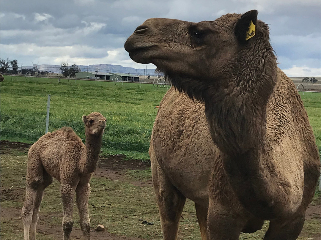 Camel Milk NSW-Muswellbrook必去景点