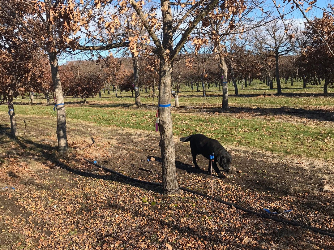 Truffles of Tasmania-德洛兰恩必去景点