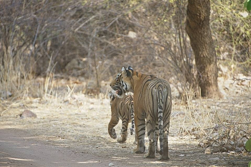 Visit2ranthambhore-瑟瓦伊马托布尔必去景点