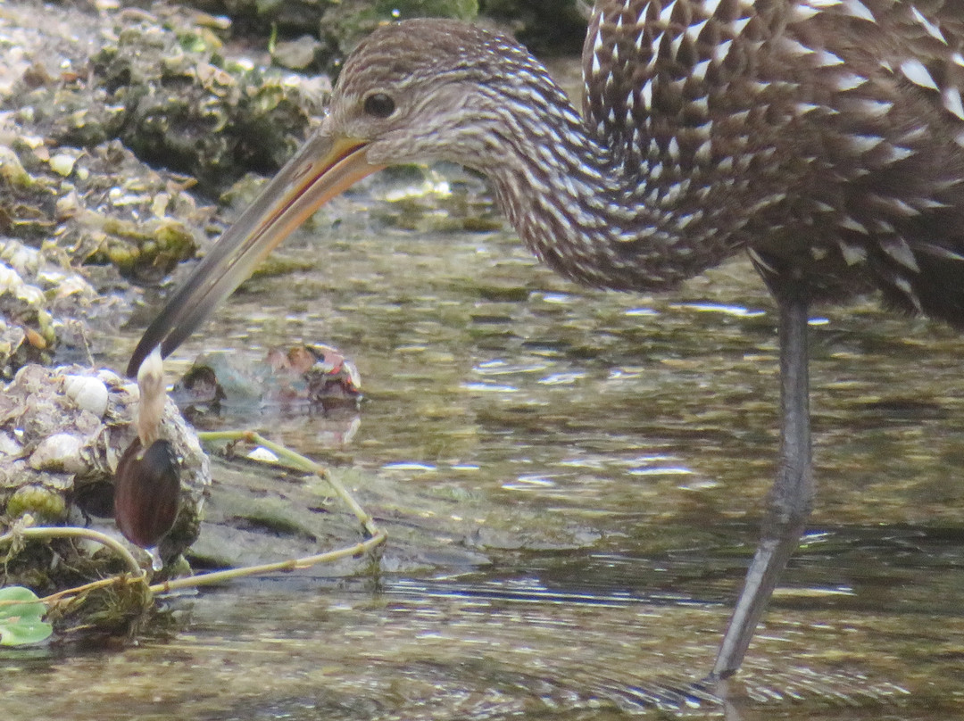 Hontoon Landing Resort & Marina主图